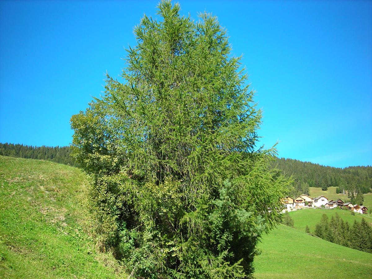 Casa Gogn San Vigilio Di Marebbe Exterior foto